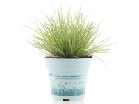 Kostřava medvědí (Festuca gautieri) 