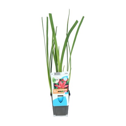 GROW by OBI Lilie říční (Schizostylis coccinea) "Major" červená pr. cca 9 cm
