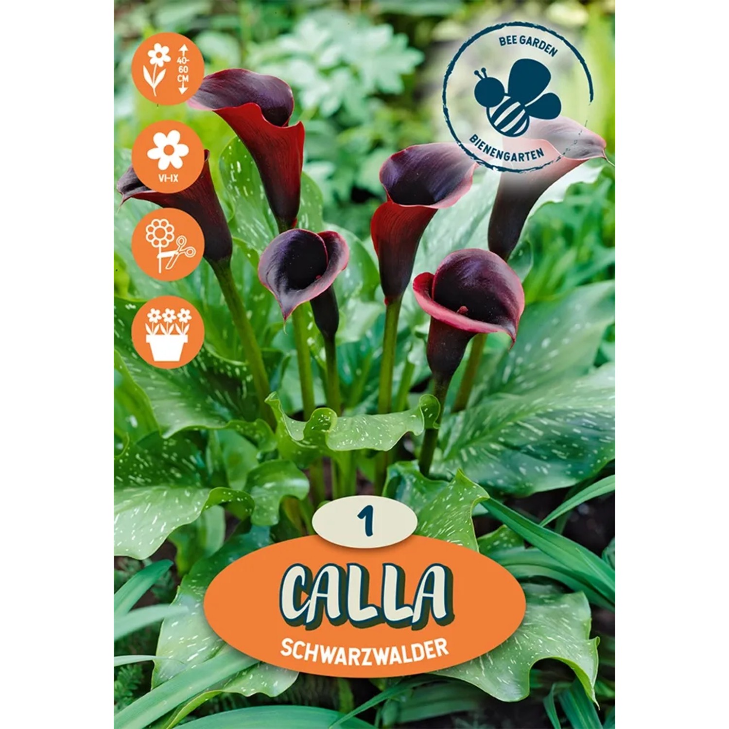 Kala Schwarzwalder purpurová