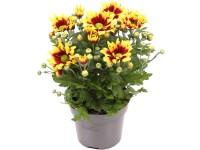 Listopadka indická (Chrysanthemum indicum) Listopadka indická (Chrysanthemum indicum)