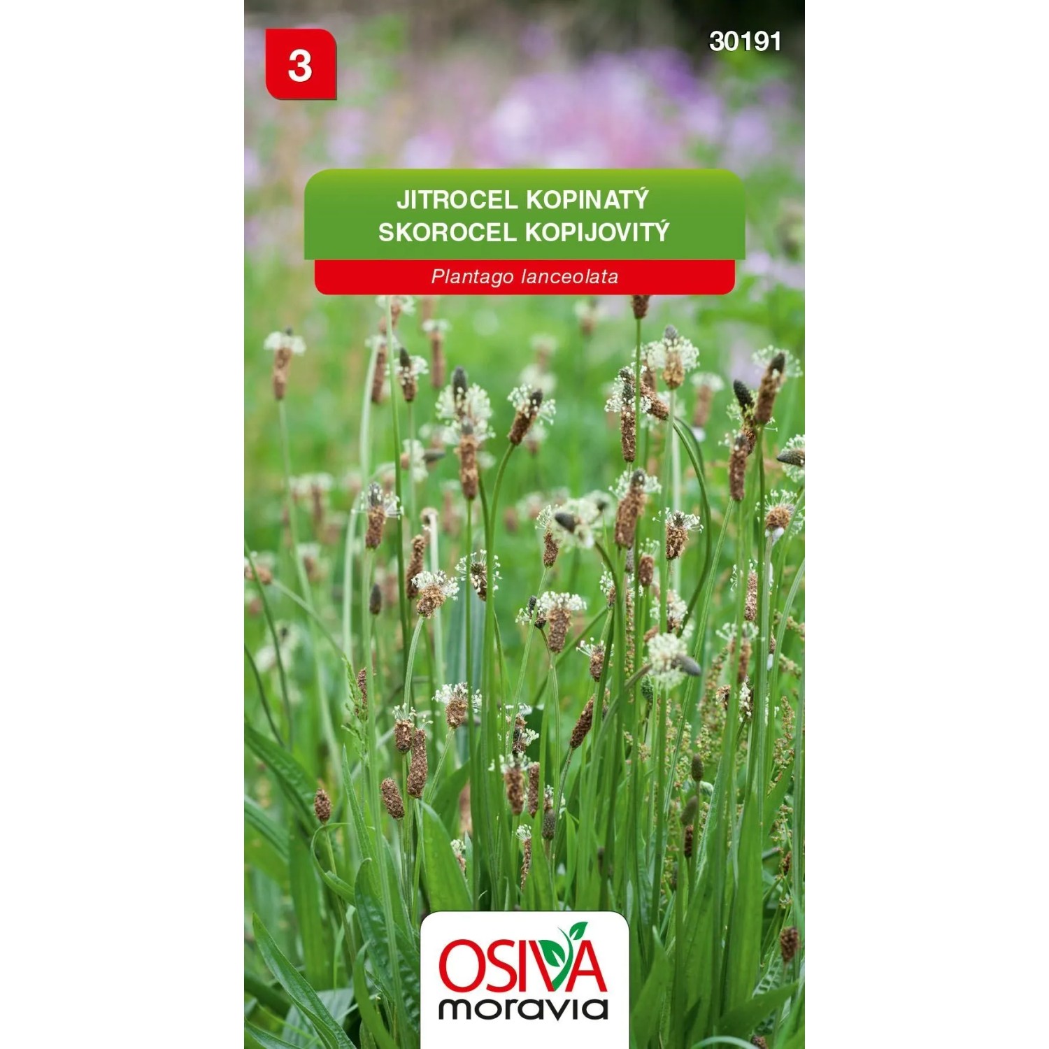 Jitrocel Kopinatý - Libor (Plantago lanceolata)