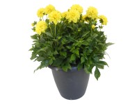 Jiřina (Dahlia Hybride) v samozavlažovací květináči, pr. kv. cca 33 cm Jiřina (Dahlia Hybride) v samozavlažovací květináči, pr. kv. cca 33 cm