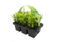 Emerald Gold Brslen Fortuneův žlutě žíhaný balení po 6 ks průměr květináče: přib