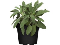 OBI Šalvěj průměr květináče cca 12 cm Salvia officinalis