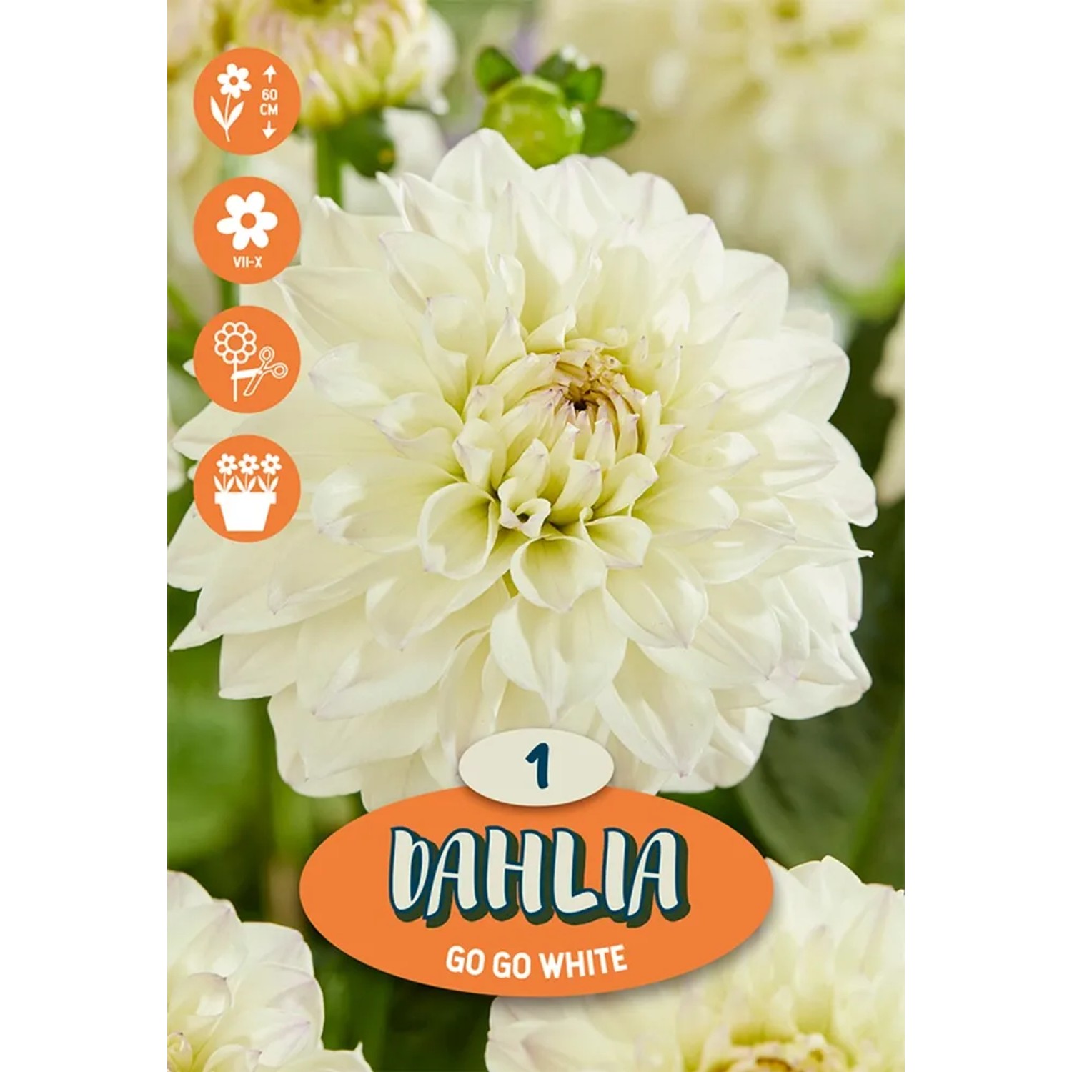 Jiřiny Lizza tmavě růžová