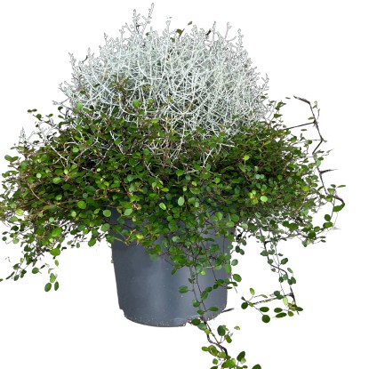 GROW by OBI Drátovec-mulenbekie (Calocephalus Muehlenbeckia), pr. kv. cca 23 cm