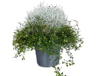 GROW by OBI Drátovec-mulenbekie (Calocephalus Muehlenbeckia), pr. kv. cca 23 cm GROW by OBI Drátovec-mulenbekie (Calocephalus Muehlenbeckia), pr. kv. cca 23 cm