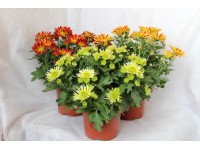 CZ-FLORA Listopadka indická (Chrysanthemum indicum) různé barvy pr. cca 12 cm