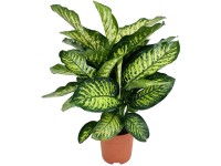 OBI Kaltea (Calathea stromanthe sanguinea) "Triostar" vka 70-85 cm, pr.  19 cn