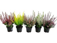 Vřes obecný (Calluna vulgaris) pr. cca 6 cm