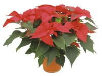 CZ-Flora Pryšec nádherný 