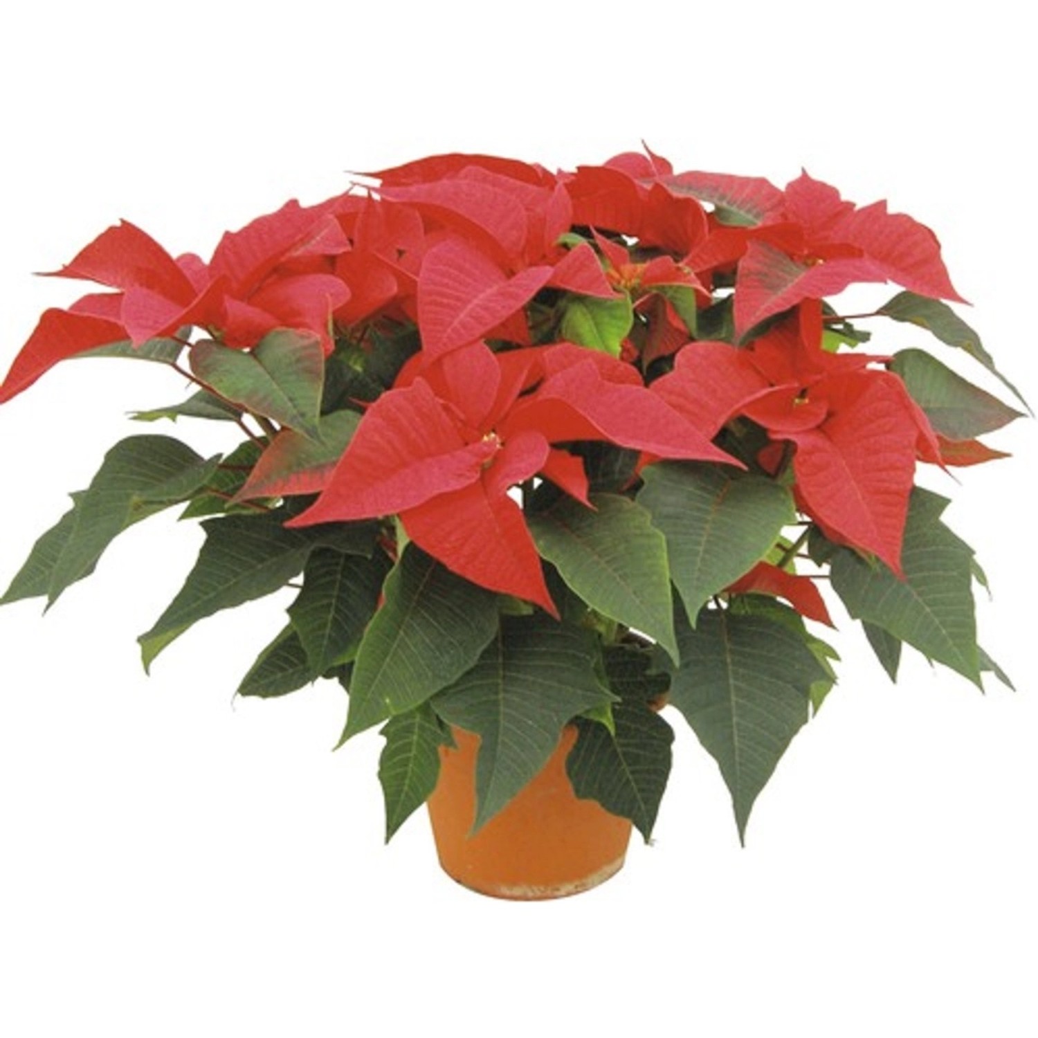 CZ-Flora Pryšec nádherný "Vánoční hvězda" (Poinsettia) červená pr. cca 17 cm