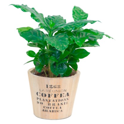 Kávovník v dřevěném květináči o průměr cca 13 cm