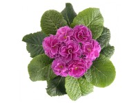 Prvosenka bezlodyžná 