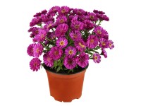 OBI Hvězdnice alpská 