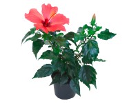 Ibišek čínská růže červený průměr květináče cca 11 cm Ibišek čínská růže červený průměr květináče cca 11 cm