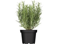 Gurmánský rozmarýn Abraxas, pr. květináče cca 12 cm