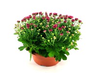 Listopadka indická (Chrysanthemum indicum) aranžmá miska T19 různé barvy