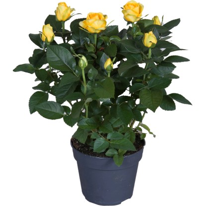 GROW by OBI Pokojová růže žlutá výška cca 33-39 cm průměr květináče cca 13 cm