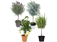 Landgard Různé druhy středomořských rostlin na kmínku výška 80-100 cm, pr. 18 cm