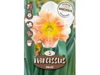 Royal De Ree Holland Květinové cibulky narcis (Narcissus) 