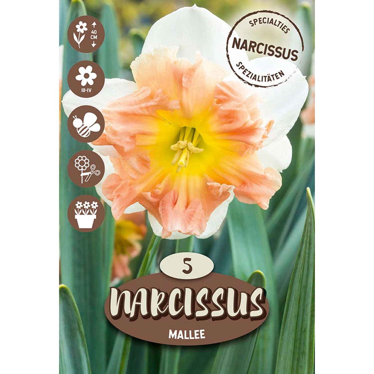 Royal De Ree Holland Květinové cibulky narcis (Narcissus) "Mallee" 5 ks