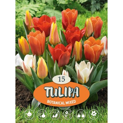Tulipány "Mix botanických tulipánů" vícebarevné