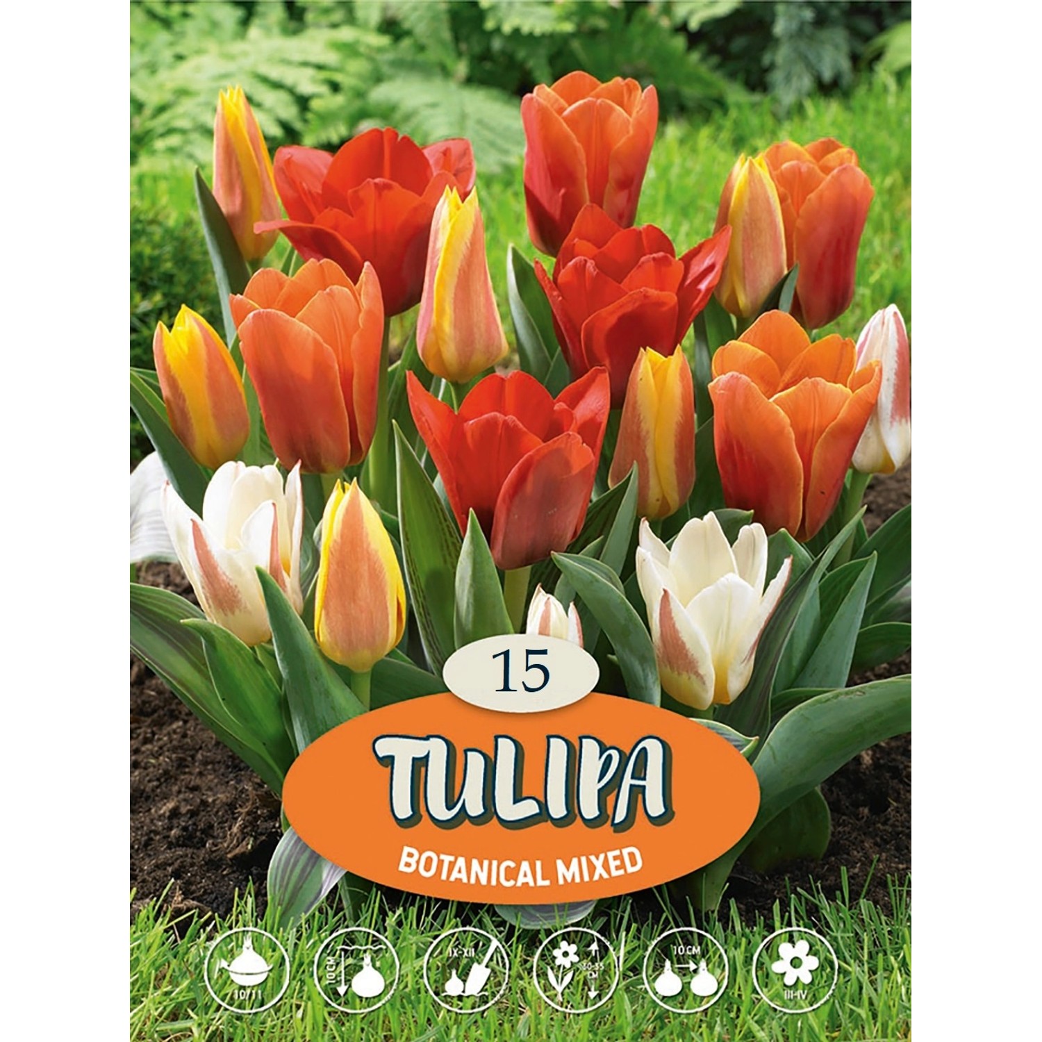 Tulipány "Mix botanických tulipánů" vícebarevné