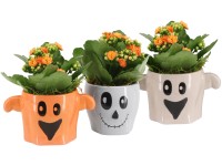 Kolopejka (Kalanchoe) v keramickém květináči Halloween, různé druhy, pr. 9 cm