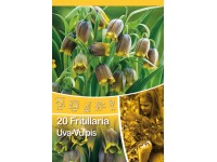 Řebčík uva-vulpis - Fritillaria uva-vulpis