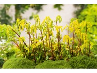 OBI Pupovice vstřícnolistá žlutá pr. květináče cca 9 cm x 9 cm