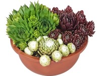 Trio netřesků (Sempervivum) v keramickém květináči, pr. cca 16 cm Trio netřesků (Sempervivum) v keramickém květináči, pr. cca 16 cm