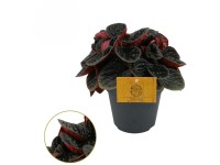 GROW by OBI Pepřinec (Peperomia caperata) 