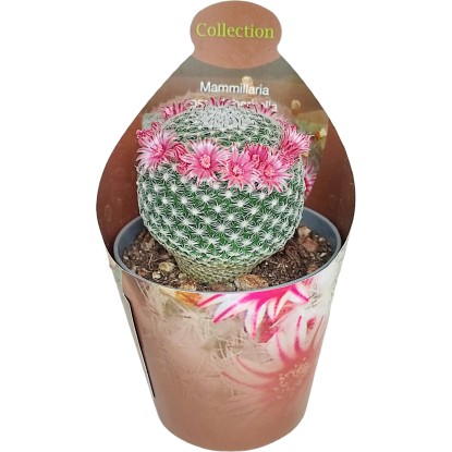 Royal Lemkes Různé druhy sukulentů cca pr. 6,5 cm