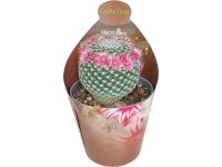 Royal Lemkes Různé druhy sukulentů cca pr. 6,5 cm