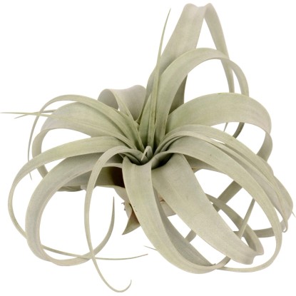 Tillandsie Xerographica