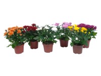 Chryzantéma 3 výhony mix barev dvojitá náplň průměr květináče cca 12 cm Chryzantéma 3 výhony mix barev dvojitá náplň průměr květináče cca 12 cm