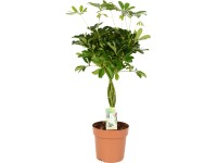 GROW by OBI Šeflera dlanitolistá (Schefflera arboricola) výška 70-80 cm pr. 21cm GROW by OBI Šeflera dlanitolistá (Schefflera arboricola) výška 70-80 cm pr. 21cm