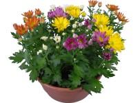 Chryzantéma mix v misce průměr květináče cca 23 cm Chrysanthemum Chryzantéma mix v misce průměr květináče cca 23 cm Chrysanthemum