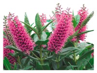 Hebe zelené / fialové průměr květináče cca 12 cm