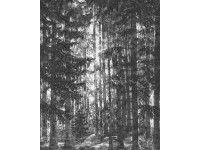 Komar Vliesová fototapeta Lustres Lapland 200 x 250 cm Komar Vliesová fototapeta Lustres Lapland 200 x 250 cm