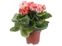 Prvosenka nálevkovitá Touch Me květináče cca 12 cm