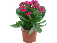 Kolopejka fialová pr. květináče cca 12 cm Kalanchoe bossfeldiana