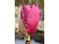 Šácholan Soulangeův (Magnolia x soulangeana) 