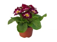 MONTANO Prvosenka bezlodyžná (Primula acaulis)různé barvy pr. 9 cm