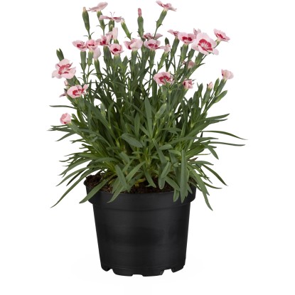 Hvozdík zahradní "Peach Party" korálový průměr cca 12 cm Dianthus caryophyllus