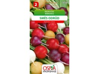Ředkvička - směs odrůd (Raphanus sativus)