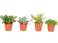 Tlustice mini mix průměr květináče cca 6 cm Tlustice mini mix průměr květináče cca 6 cm