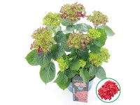 Hortenzie velkolistá Hortenzie velkolistá