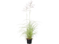 Grow by OBI Ozdobnice čínská (Miscanthus sin.) Flamingo, růžová, pr. cca 23 cm